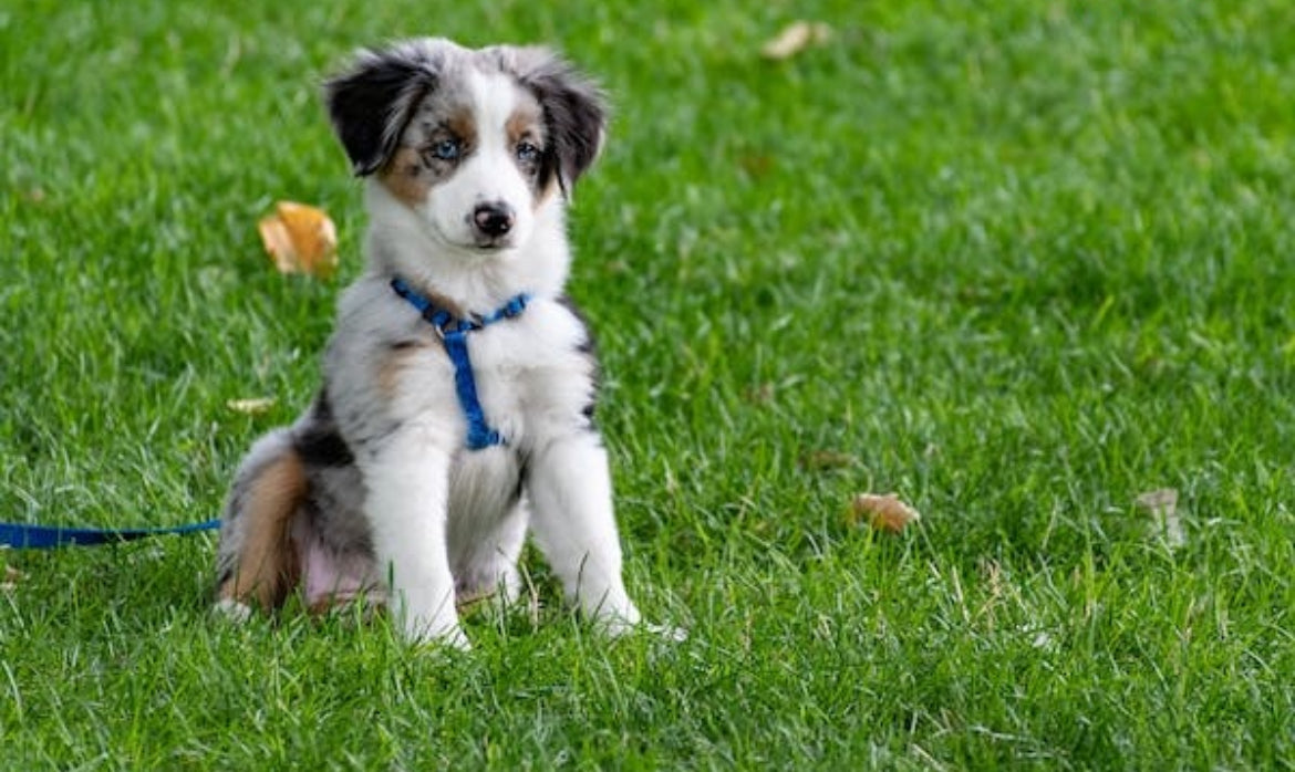 Australian Shepherd