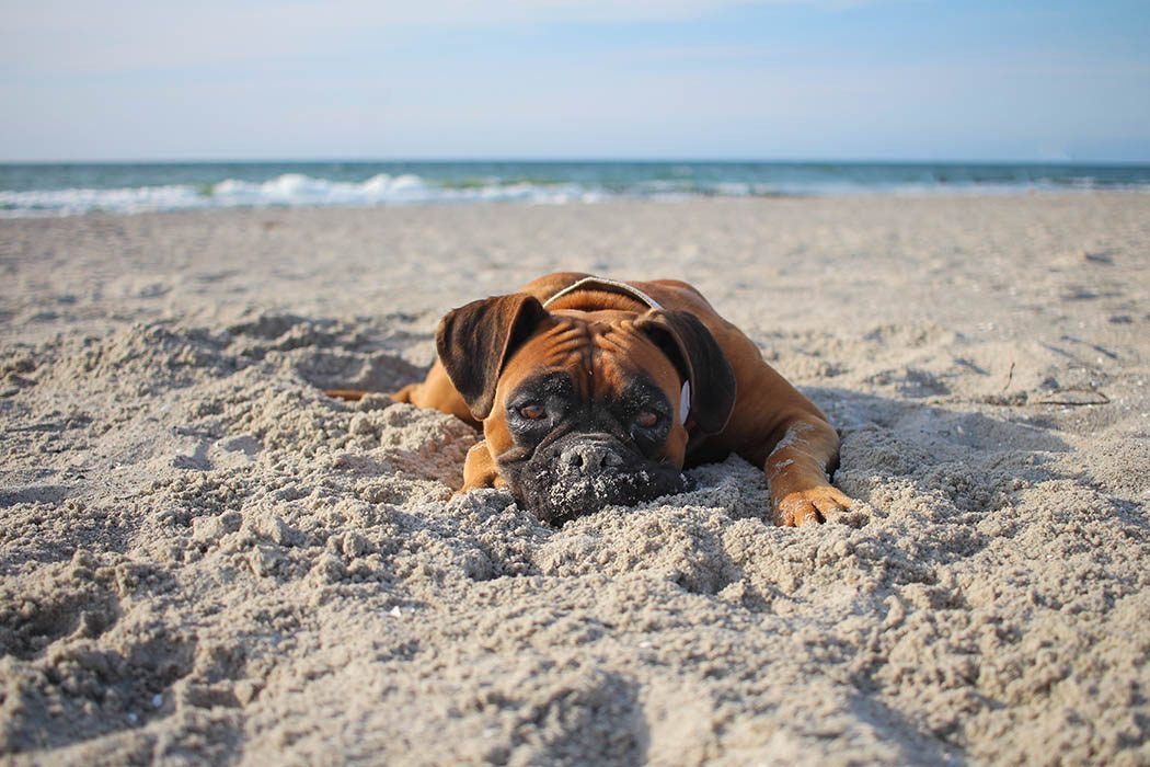 Deutscher Boxer